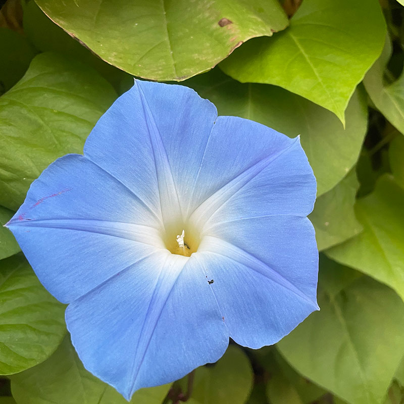 Gratitude for beauty in nature